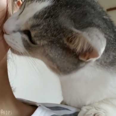 猫 かまってほしい ラブラブ かむ