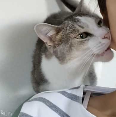 猫 かまってほしい ラブラブ かむ