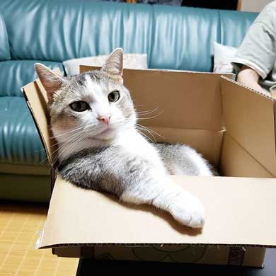 猫 かまってほしい ラブラブ かむ