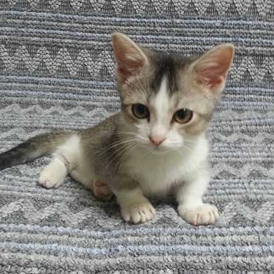 猫 かまってほしい ラブラブ かむ