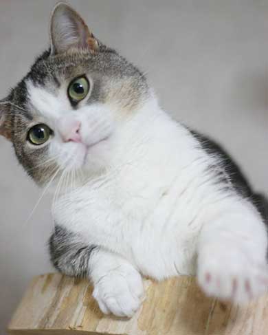 猫 かまってほしい ラブラブ かむ