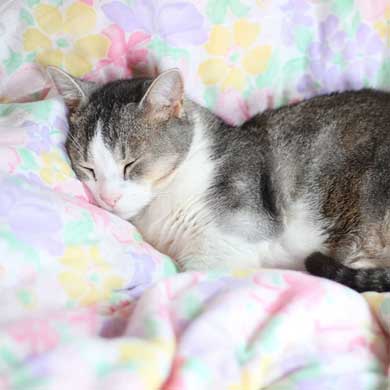 猫 かまってほしい ラブラブ かむ