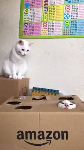 金太とゆきちー