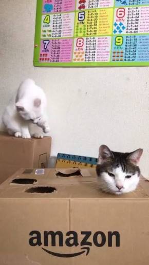 金太と白魔神ゆきち