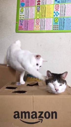 金太と白魔神ゆきち