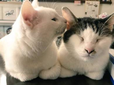 金太とゆきちー