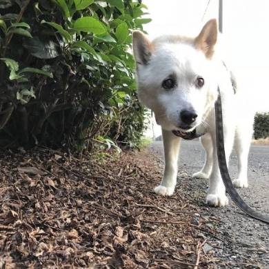 しょんぼりソーヤ君