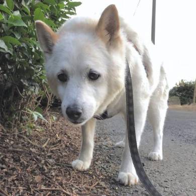 しょんぼりソーヤ君