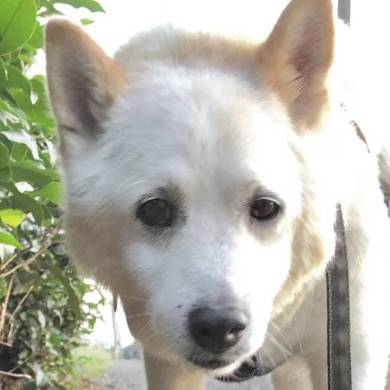 しょんぼりソーヤ君