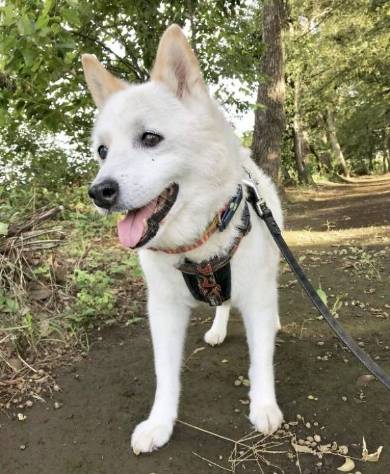 しょんぼりソーヤ君