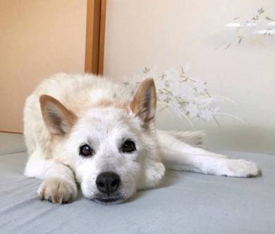 しょんぼりソーヤ君