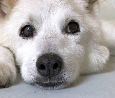 しょんぼりソーヤ君