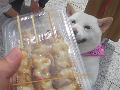 白柴『きなこ』のお気楽ブログ