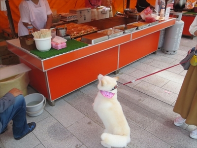 白柴『きなこ』のお気楽ブログ