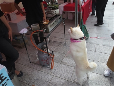 白柴『きなこ』のお気楽ブログ