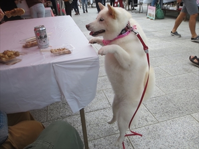 白柴『きなこ』のお気楽ブログ