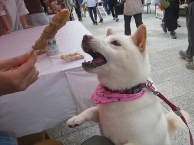 白柴『きなこ』のお気楽ブログ