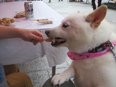 白柴『きなこ』のお気楽ブログ