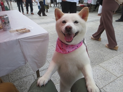 白柴『きなこ』のお気楽ブログ