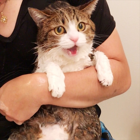 猫のすずめちゃん