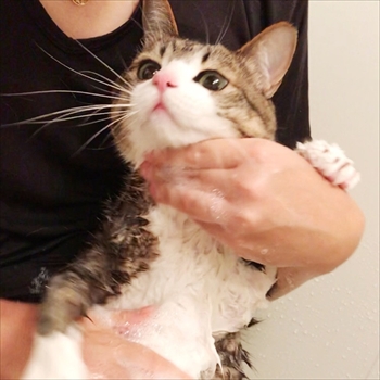 猫のすずめちゃん