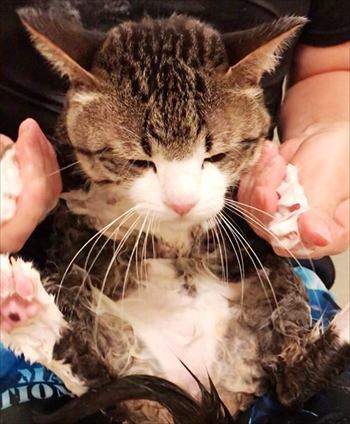 猫のすずめちゃん