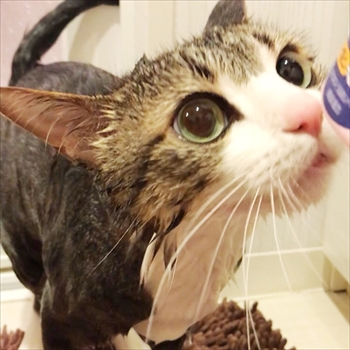 猫のすずめちゃん