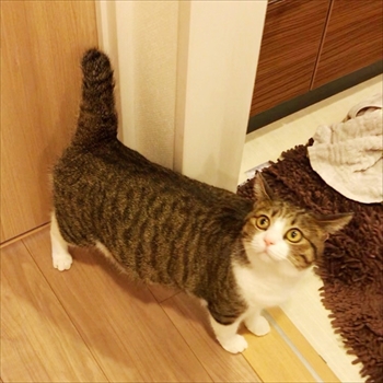 猫のすずめちゃん