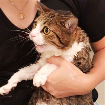 猫のすずめちゃん