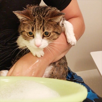 猫のすずめちゃん