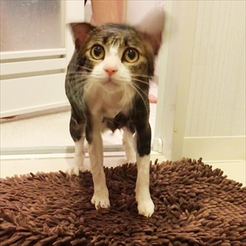 猫のすずめちゃん