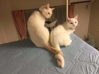 トルネード尻尾の猫ちゃんたち