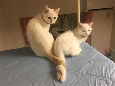 トルネード尻尾の猫ちゃんたち