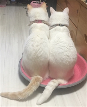 トルネード尻尾の猫ちゃんたち