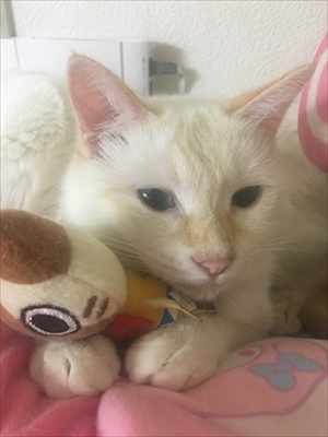 トルネード尻尾の猫ちゃんたち