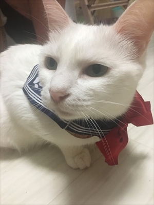 トルネード尻尾の猫ちゃんたち