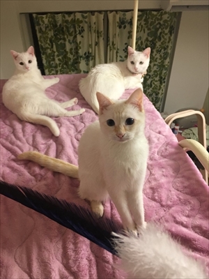 トルネード尻尾の猫ちゃんたち