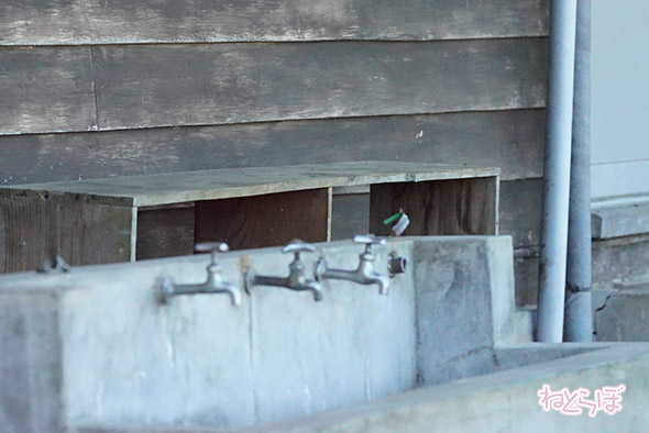 エキセントリック ねとらぼ 欅坂46