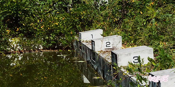 エキセントリック ねとらぼ 欅坂46