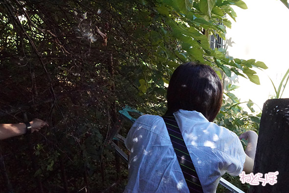 エキセントリック ねとらぼ 欅坂46