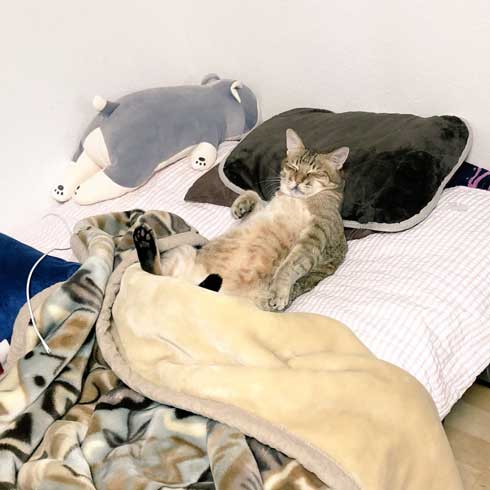 ハマジ ベッド 寝方 大吉 猫 ハスキー 犬 シルビア