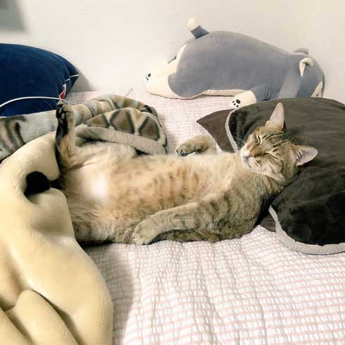 ハマジ ベッド 寝方 大吉 猫 ハスキー 犬 シルビア