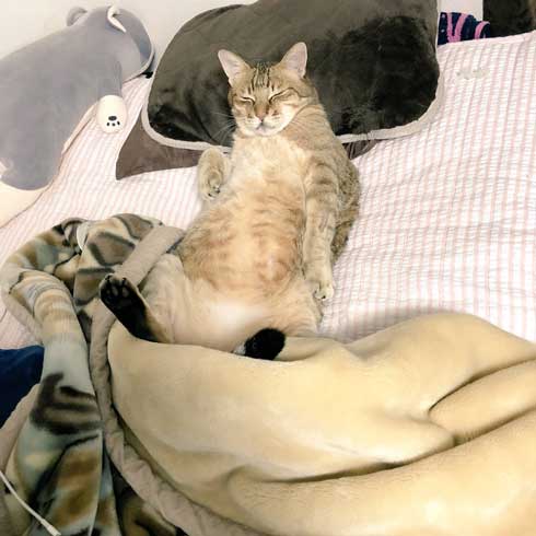 ハマジ ベッド 寝方 大吉 猫 ハスキー 犬 シルビア