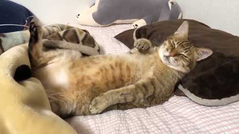 ハマジ ベッド 寝方 大吉 猫 ハスキー 犬 シルビア
