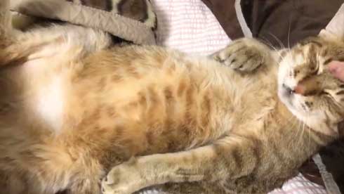 ハマジ ベッド 寝方 大吉 猫 ハスキー 犬 シルビア