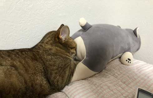 ハマジ ベッド 寝方 大吉 猫 ハスキー 犬 シルビア