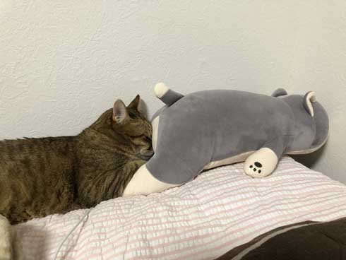 ハマジ ベッド 寝方 大吉 猫 ハスキー 犬 シルビア