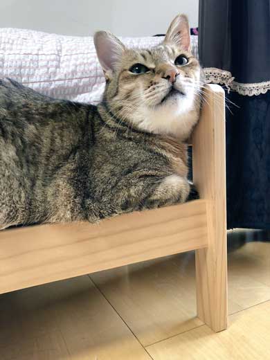 ハマジ ベッド 寝方 大吉 猫 ハスキー 犬 シルビア
