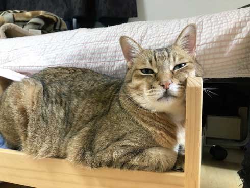 ハマジ ベッド 寝方 大吉 猫 ハスキー 犬 シルビア
