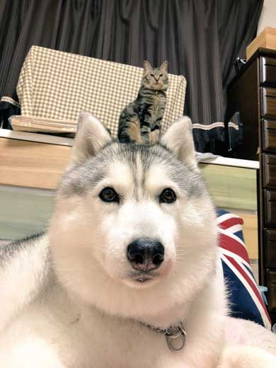 ハマジ ベッド 寝方 大吉 猫 ハスキー 犬 シルビア
